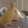 〜インコ飼っている人限定〜