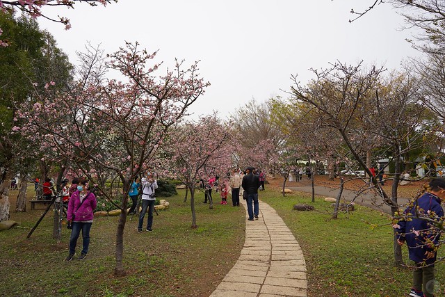 后里崴立機電櫻花公園