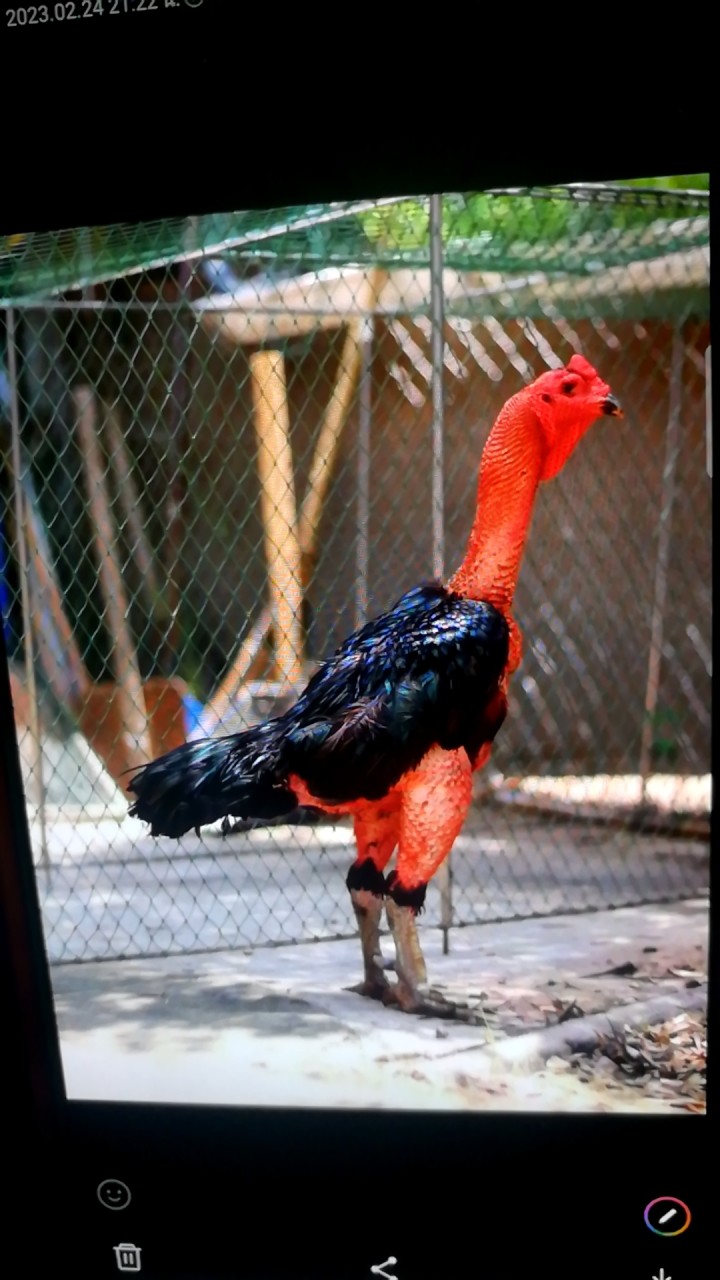 กีฬาไก่ชน แสน🐓ล้าน