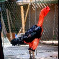 กีฬาไก่ชน แสน🐓ล้าน