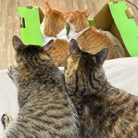困惑貓貓最低價❗️｛寵物用品｝｛罐頭飼料｝