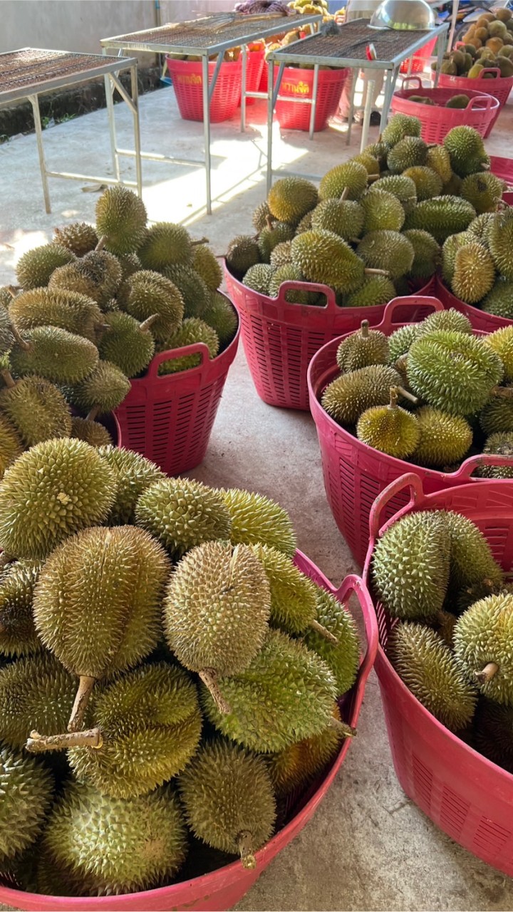 พันธมิตรทุเรียนกวน-หวานจิต