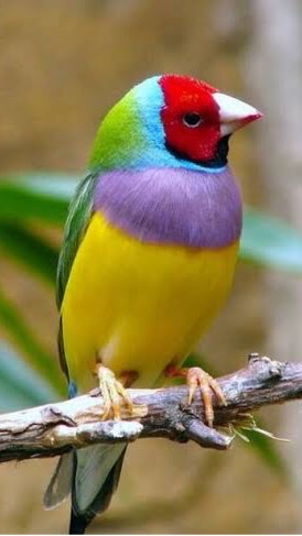 I love animals
