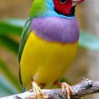 I love animals