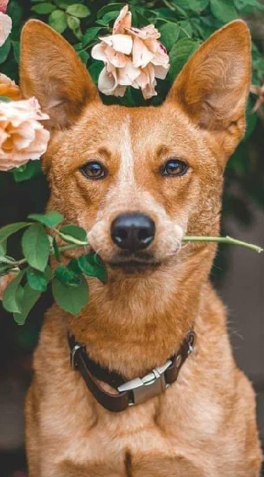 Gay K9