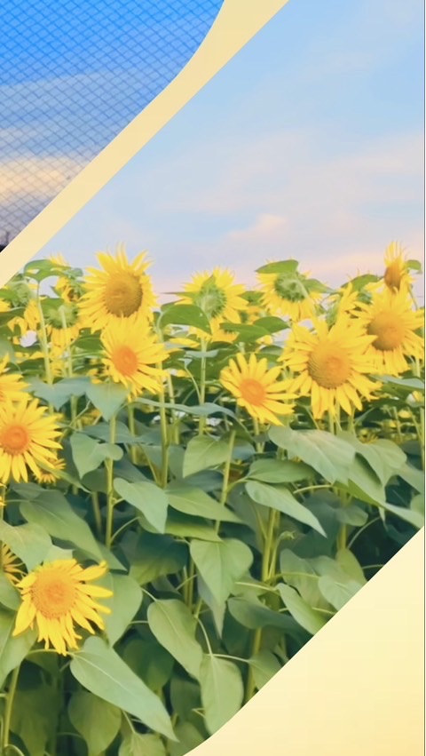 𝐉𝐨𝐡𝐧𝐧𝐲'𝐬 恋愛HOME