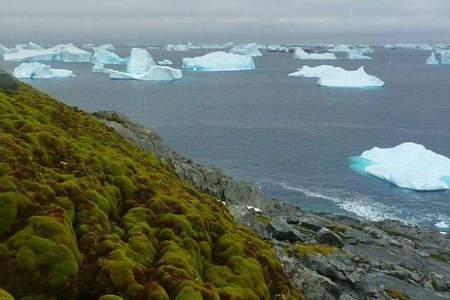 Daerah berlumut di Antartika.