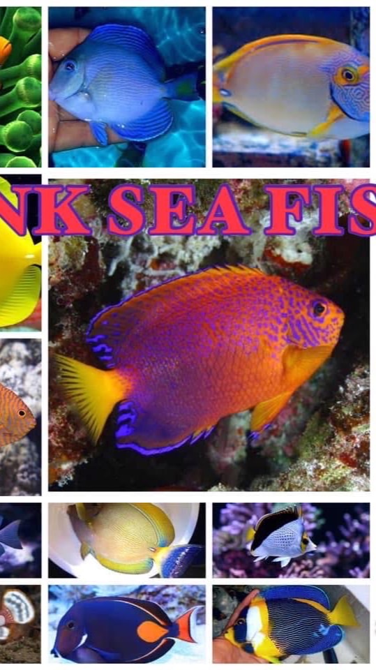 NK SEA FILSH (นครปฐม)