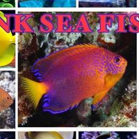 NK SEA FILSH (นครปฐม)