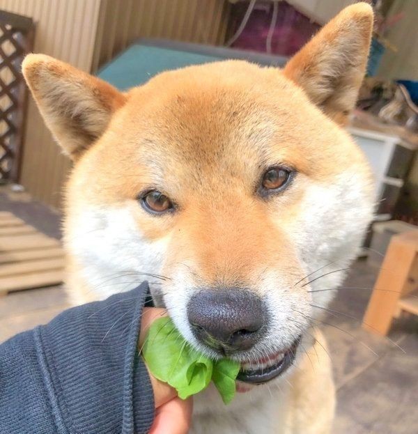 甘えん坊な犬の特徴や犬種って