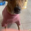 星咁寶貝寵物肉泥生鮮食材俱樂部