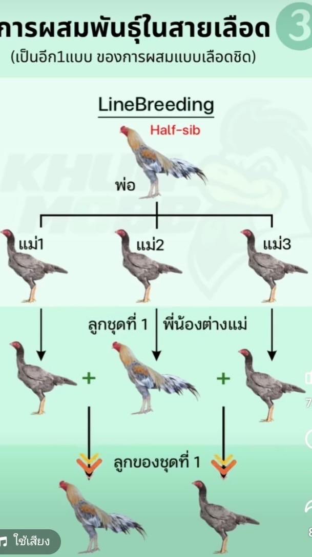 ซุ้มเพชร 3 จ.โคราช