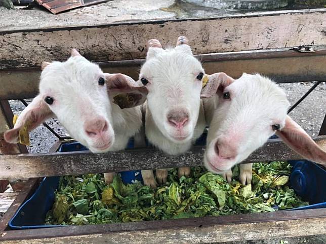 圖片來源：FB @幸福20號農場