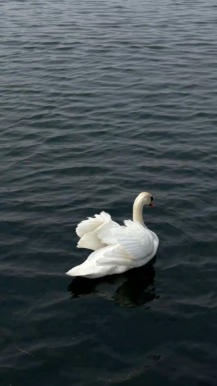 mewmini.phone🦢‎ꫂ᭪݁