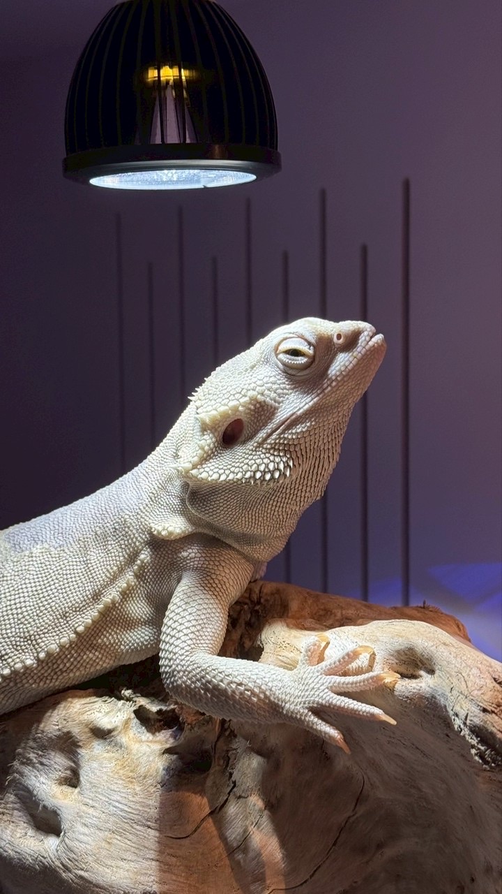 Zero之家（高質量鬃獅蜥交流）