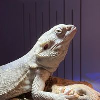 Zero之家（高質量鬃獅蜥交流）