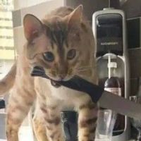 颠婆又再颠了