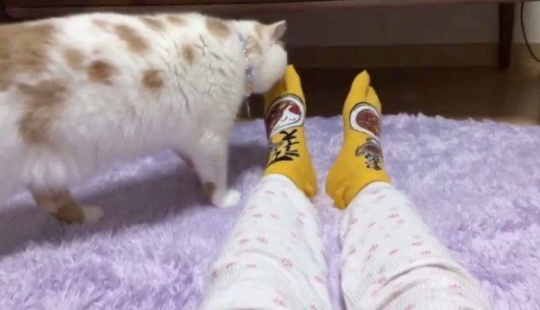 飼い主さんの足のニオイを嗅ぐ コメントする猫が