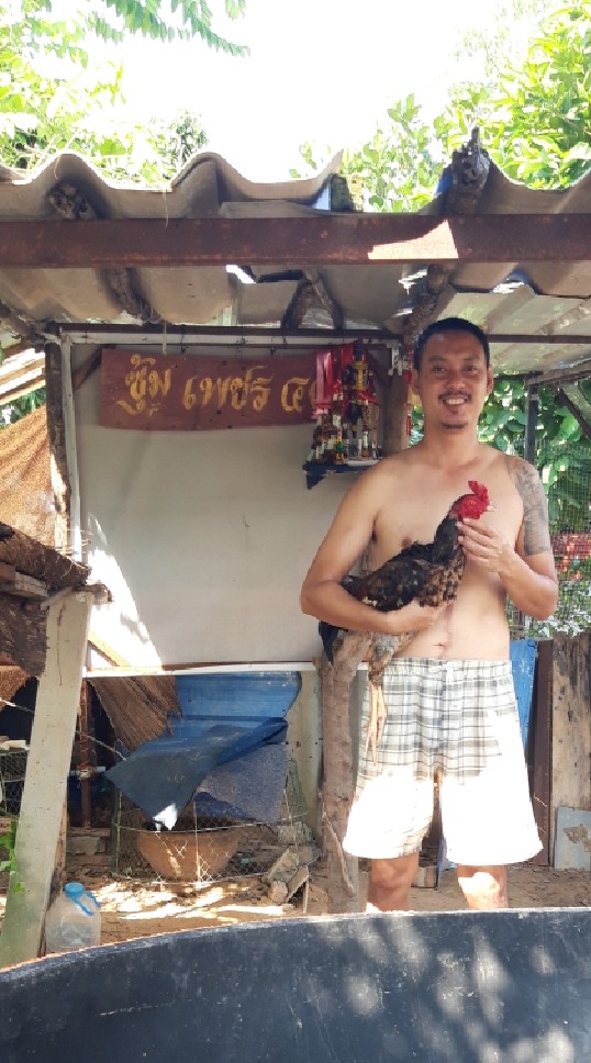 ไก่ชนไทย by เพชร๔๙
