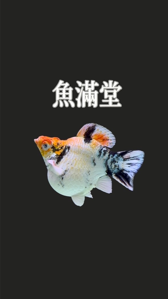 魚滿堂 精品茉莉魚孔雀魚交流群