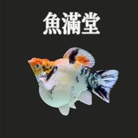 魚滿堂 精品茉莉魚孔雀魚交流群