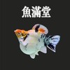 魚滿堂 精品茉莉魚孔雀魚交流群