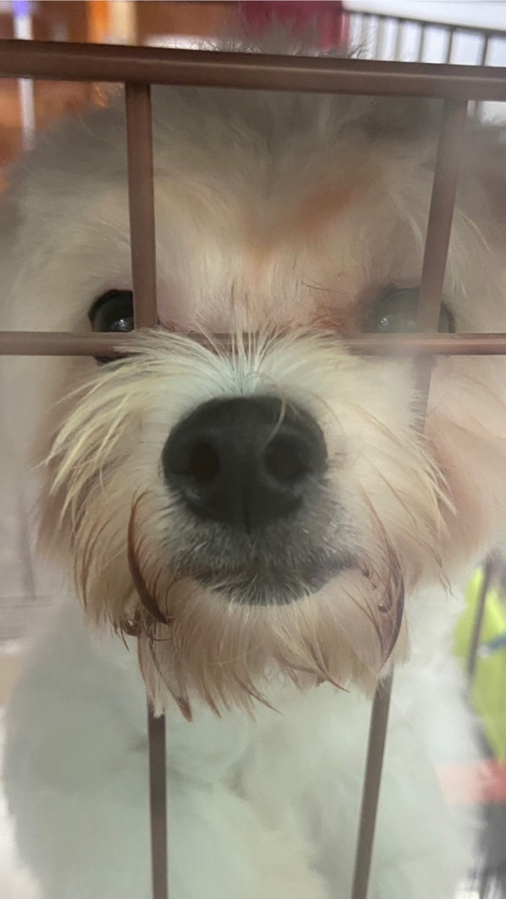 小狗狗