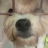 小狗狗