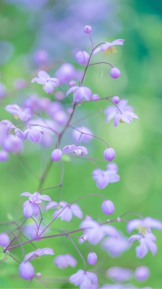 女性の為の精神疾患大人の隠れ家🍀