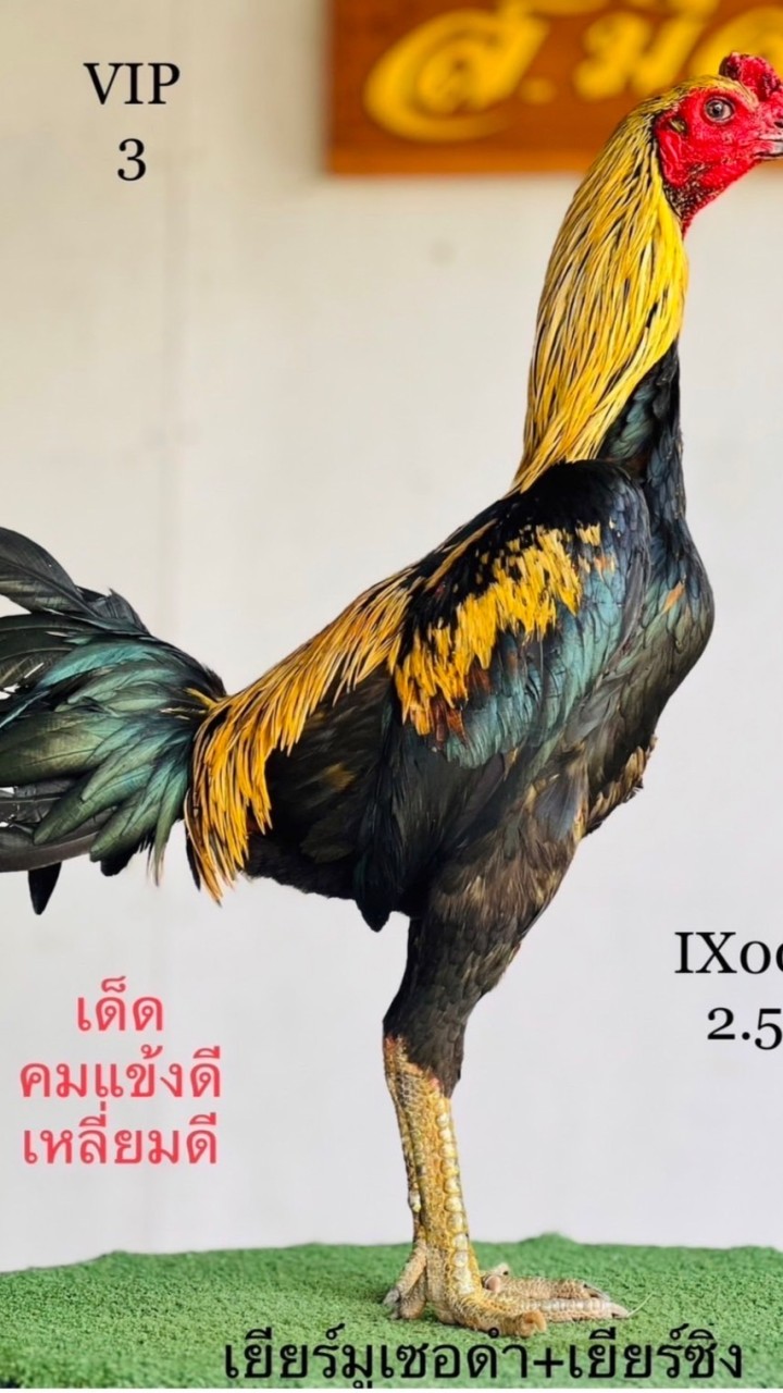 ย้อนรอยไก่เก่ง