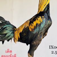 ย้อนรอยไก่เก่ง