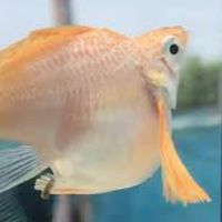 💫🐟ร้านmanyfish👑✌