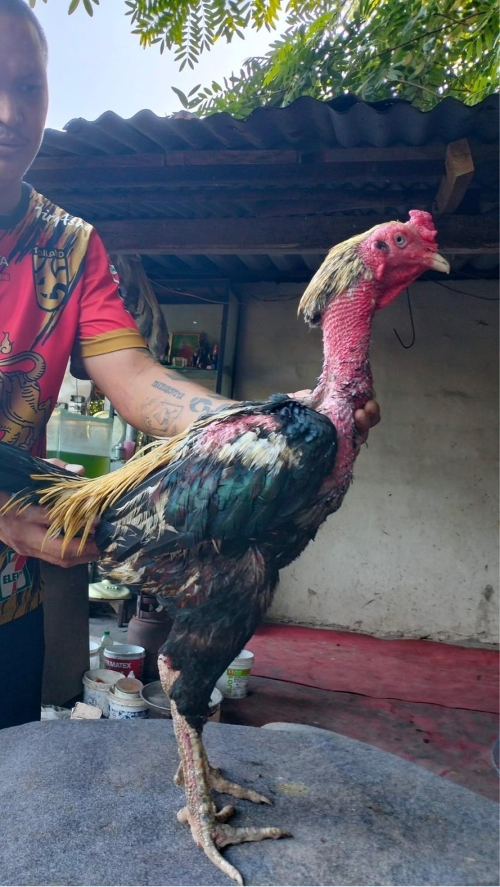 ซุ้มชนะศึกไก่ชน