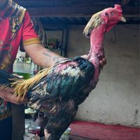 ซุ้มชนะศึกไก่ชน