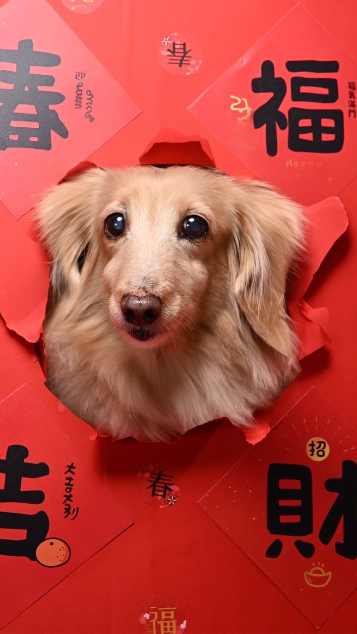 ❤️可愛臘腸❤️