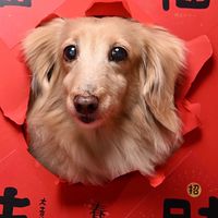 ❤️可愛臘腸❤️