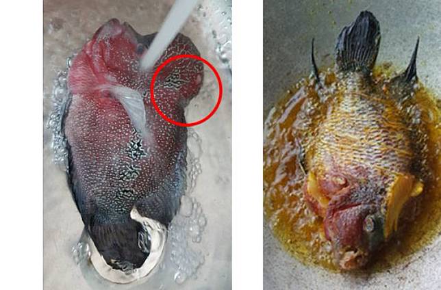 Viral, Orang Kaya Ini Goreng Ikan Louhan Jutaan Rupiah, Ternyata Begini Rasa Benjolan di Kepalanya