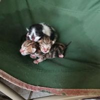わんにゃんSOS情報屋