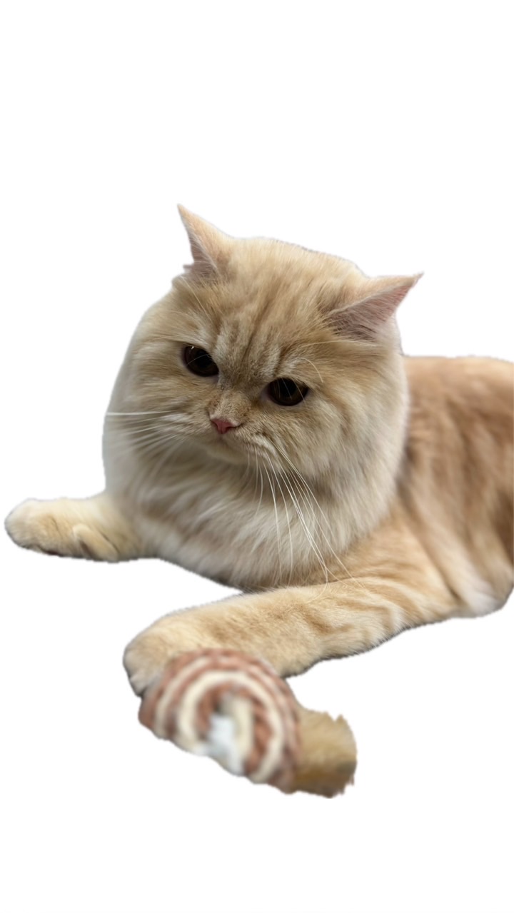 เชอรีล พรีออเดอร์ของเเมว🐱