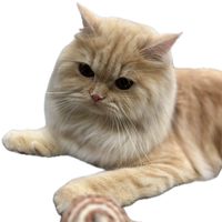 เชอรีล พรีออเดอร์ของเเมว🐱