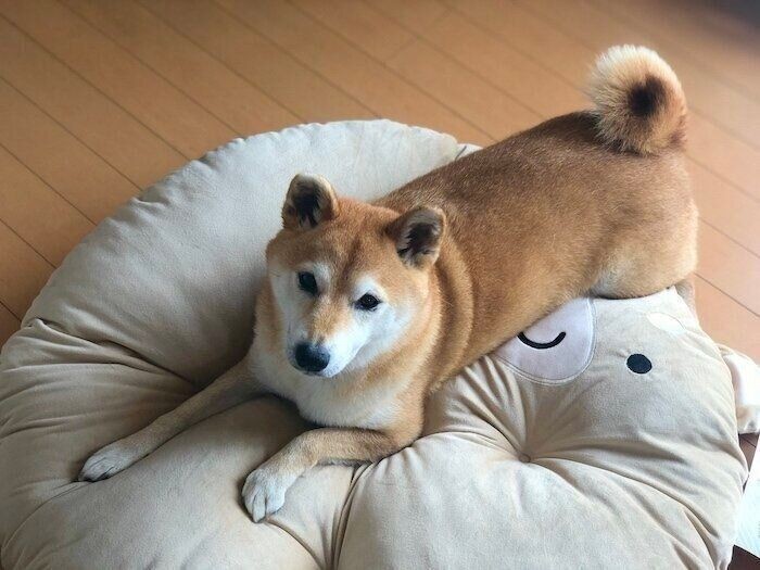 柴犬マロたん 柴犬クッション が気に入った