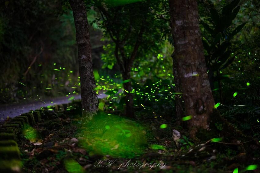 2021螢火蟲季 花蓮鯉魚潭螢火蟲