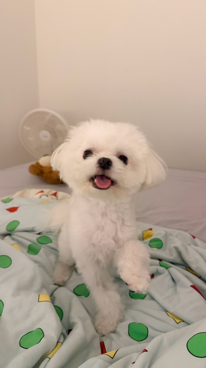 季蓁寵粉vip群