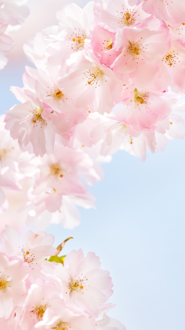 4/27(日)9:15集合『桜ヨガ』🌸緑ヶ丘公園