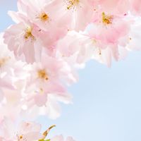 4/27(日)9:15集合『桜ヨガ』🌸緑ヶ丘公園