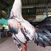 ซุ้ม ต.คีรีทรัพย์ฟาร์ม