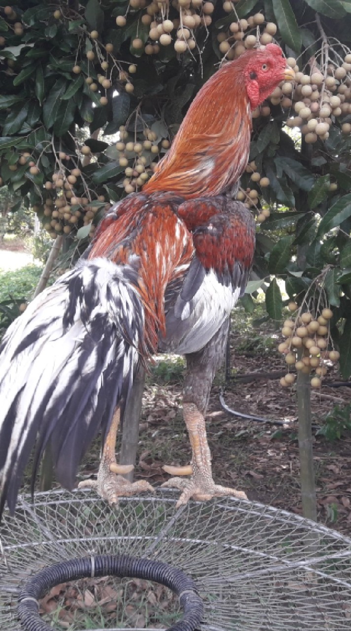 ไก่ป่าก๋อย ไก่กัดลำพูน