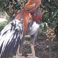ไก่ป่าก๋อย ไก่กัดลำพูน