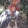 ไก่ป่าก๋อย ไก่กัดลำพูน