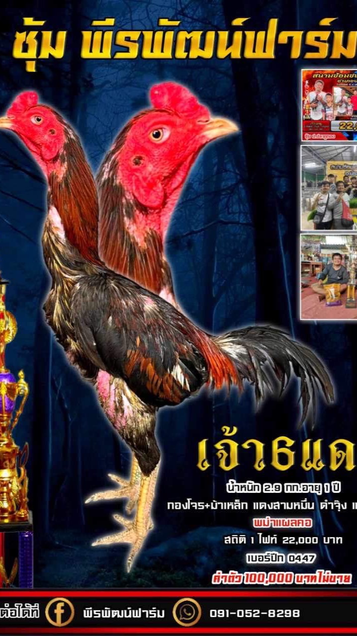 พีรพัฒน์ฟาร์ม & เจ้า 6 แดง